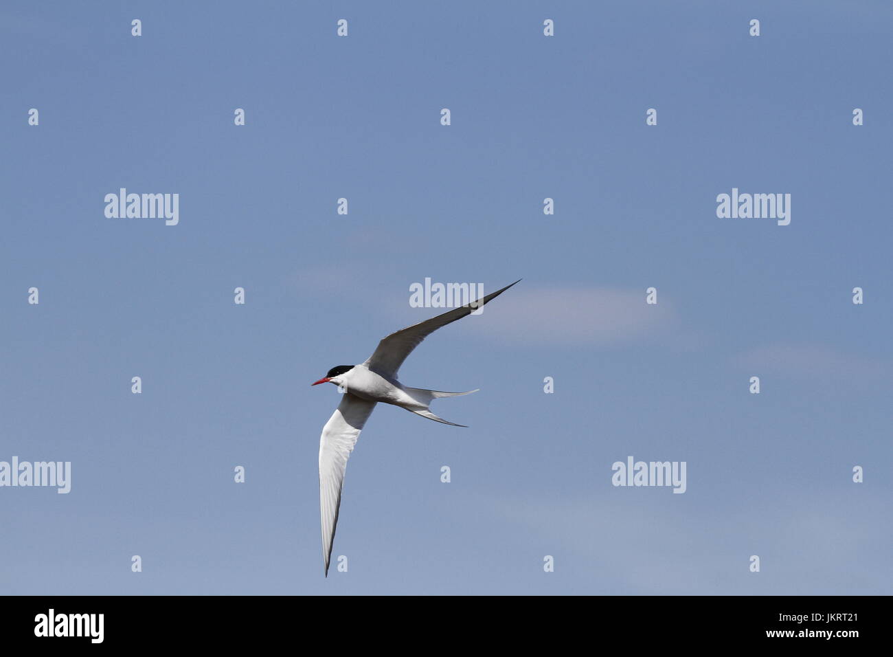 Arctic Tern (sterna Paradisaea) volare sull'acqua con le ali distese Foto Stock