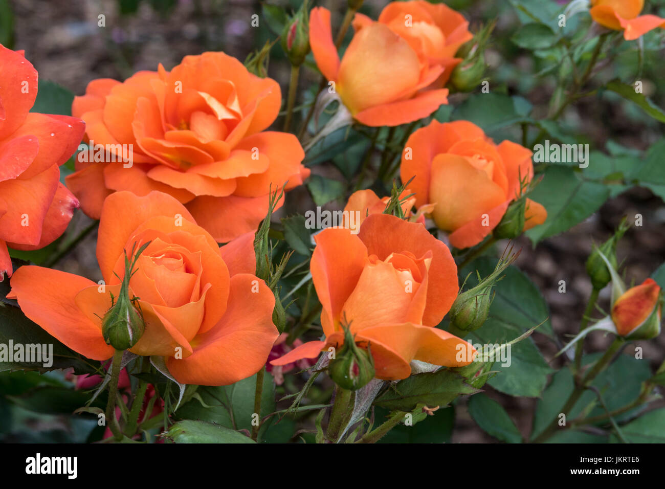 Rose Super Trouper, una luminosa arancione rosa floribunda, premiato novità rosa dell'anno nel 2010. Foto Stock