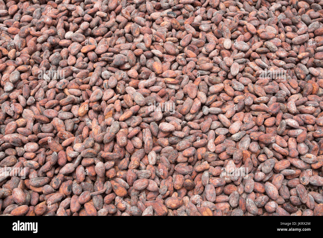 Le fave di cacao di essiccazione al sole per la produzione di cioccolato Foto Stock