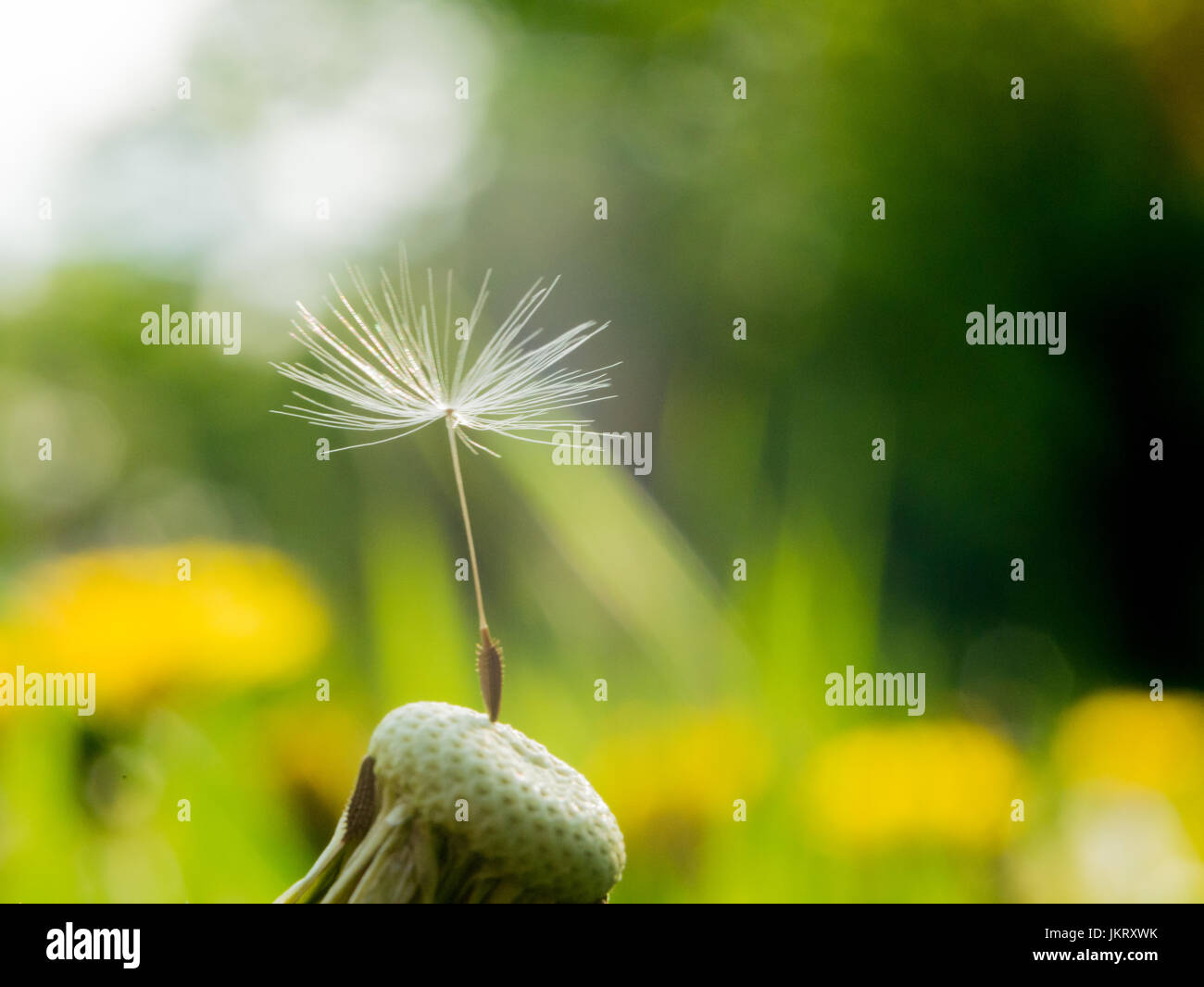 Tarassaco ultimo seme di un paracadute su un fiore è un simbolo della solitudine o di perseveranza e di fortezza. Il tarassaco paracadute si è rimasto bloccato in un sito web Foto Stock