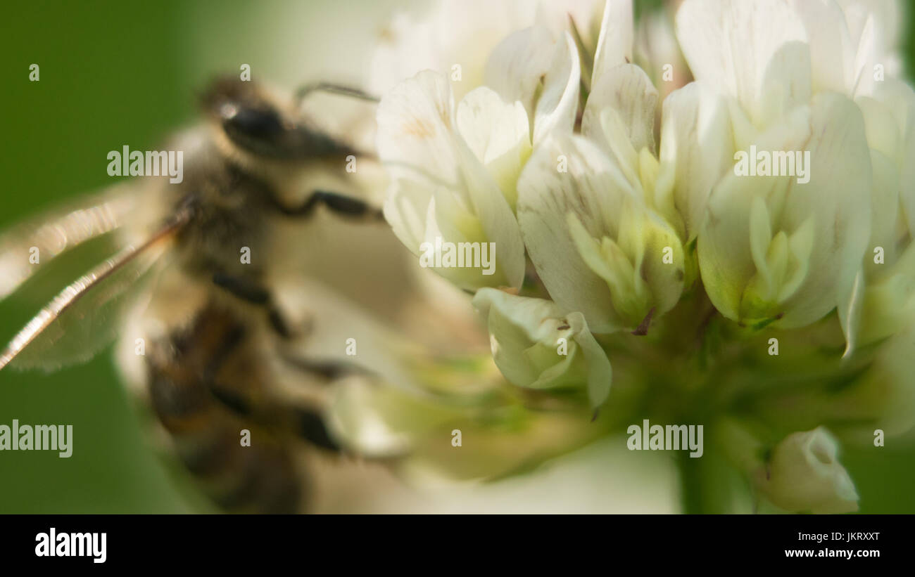 Bee al lavoro sul trifoglio bianco fiore per raccogliere il polline A quattro foglie di trifoglio Foto Stock