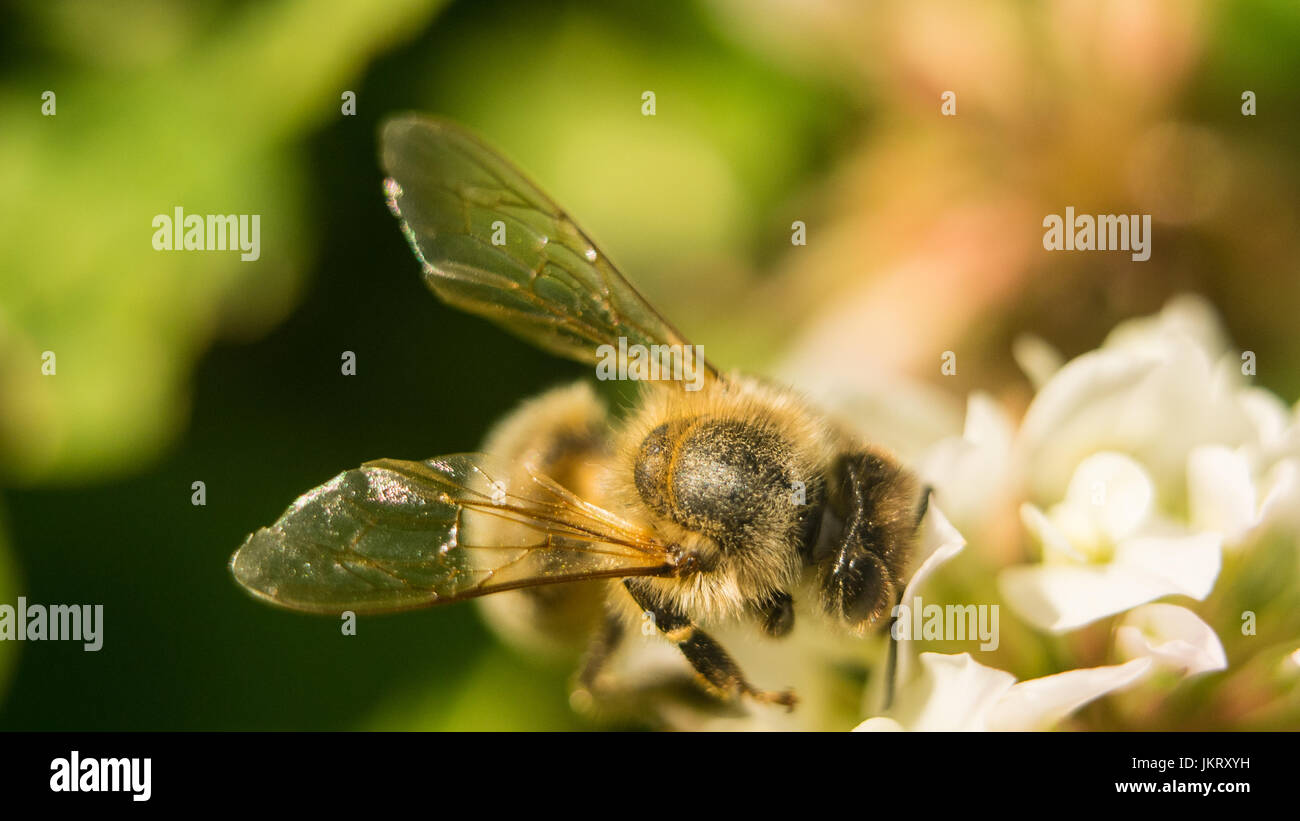 Bee al lavoro sul trifoglio bianco fiore per raccogliere il polline A quattro foglie di trifoglio Foto Stock