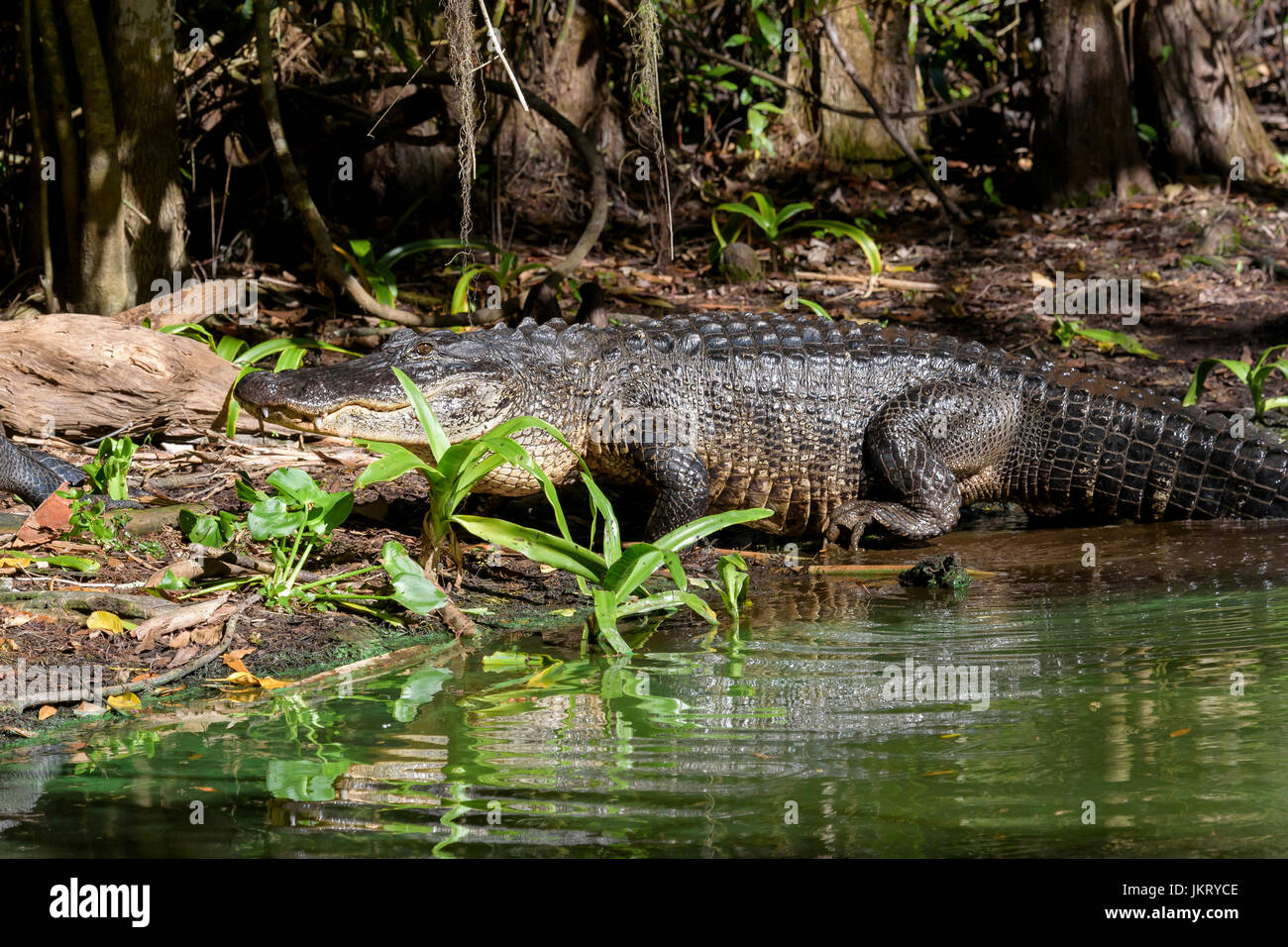 Il coccodrillo americano (Alligator mississippiensis) emergenti dall'acqua, Big Cypress Bend, Fakahatchee Strand, Florida, Stati Uniti d'America Foto Stock