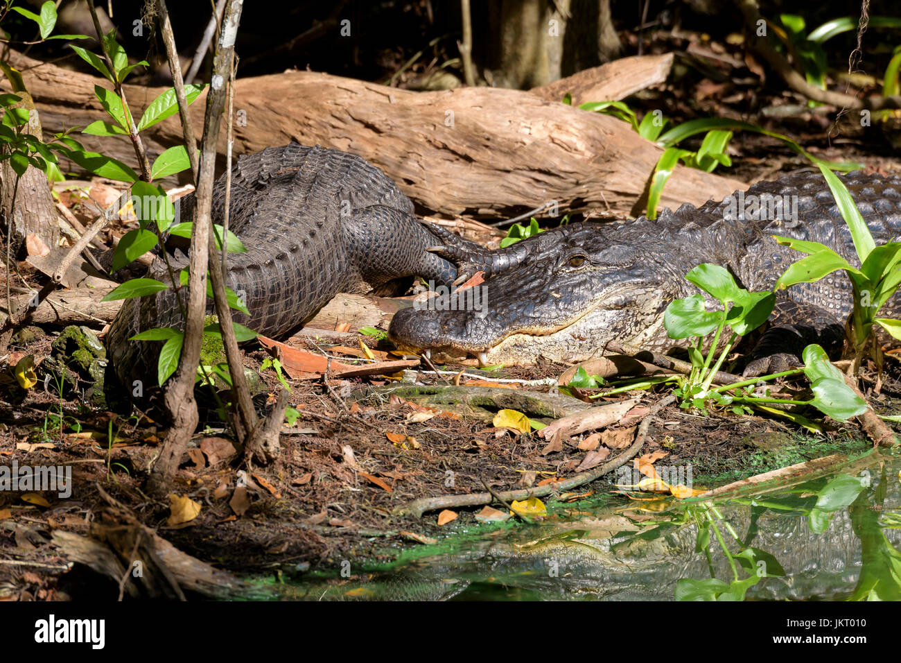 Gli alligatori americani (Alligator mississippiensis) basking, Big Cypress Bend, Fakahatchee Strand, Florida, Stati Uniti d'America Foto Stock