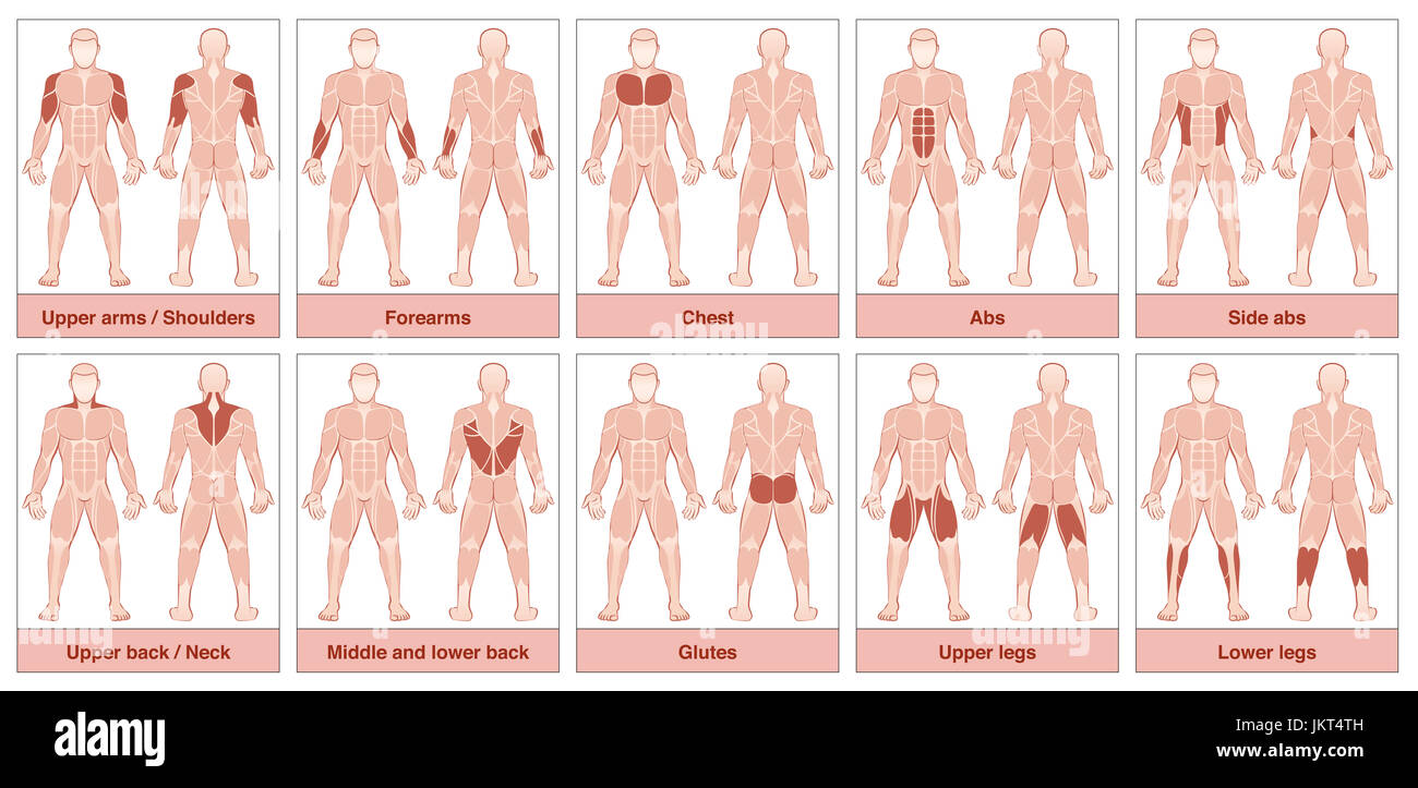 Gruppo di muscoli grafico - corpo maschio con la più grande muscoli umani, diviso in dieci carte marcate con nomi e opportuno evidenziare gruppi muscolari. Foto Stock