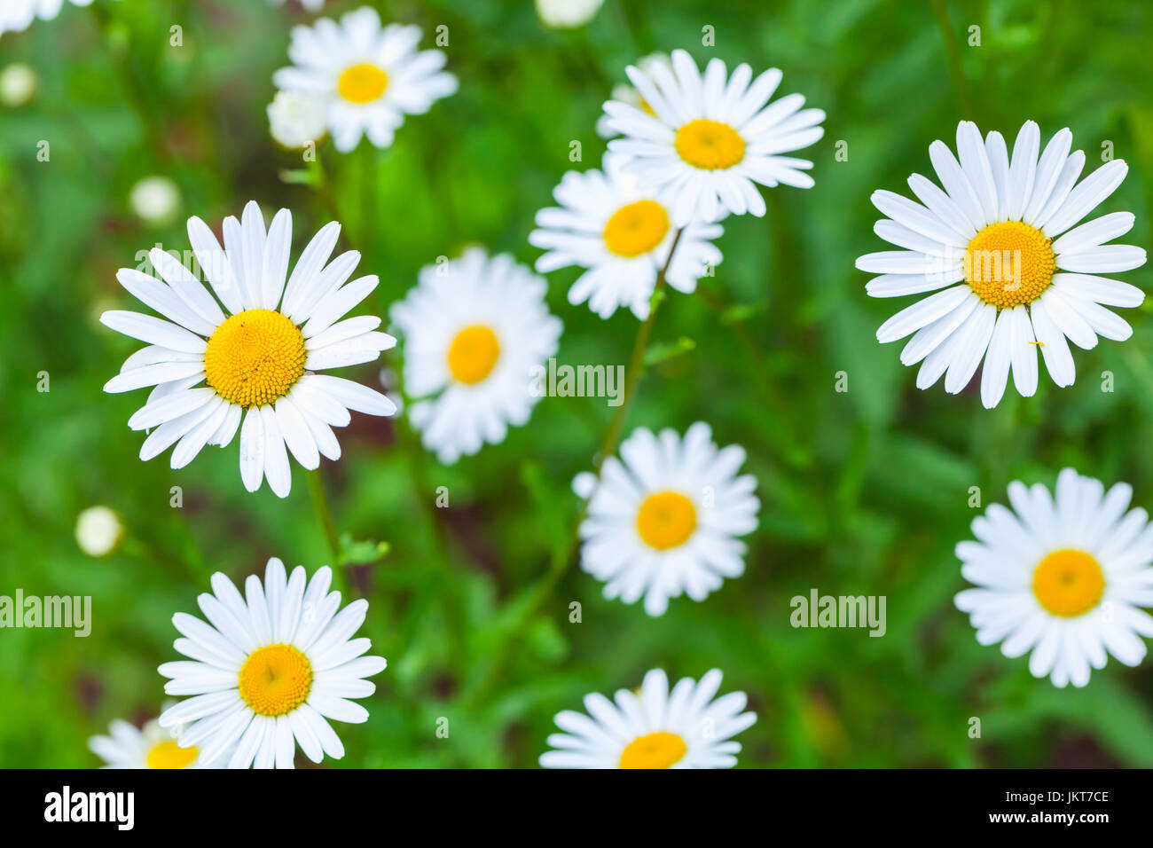 La camomilla, fiori d'estate foto di sfondo con morbida messa a fuoco selettiva Foto Stock