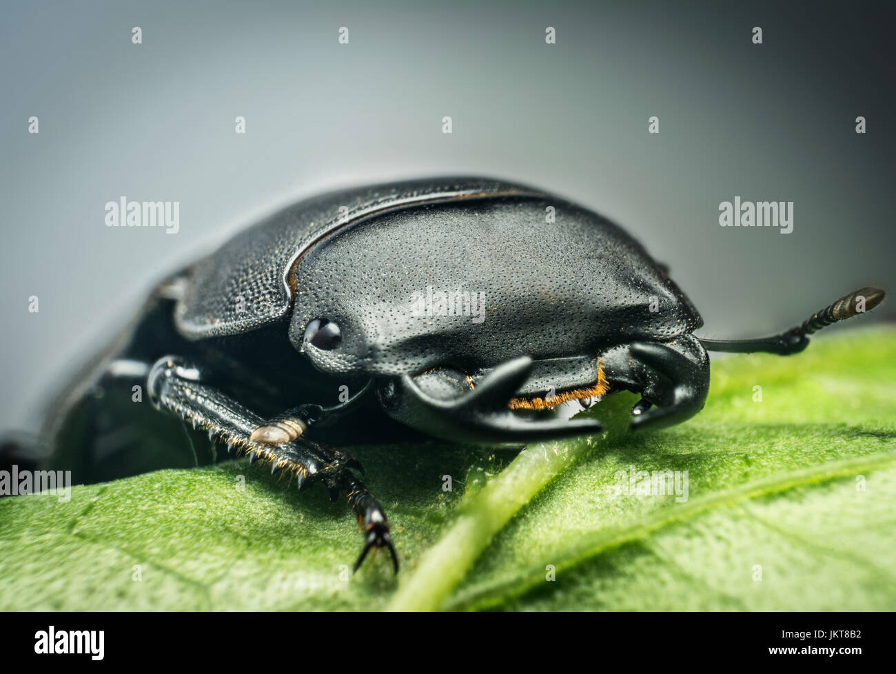 Cerbiatto beetle (lucanus cervus) sulla foglia verde Foto Stock