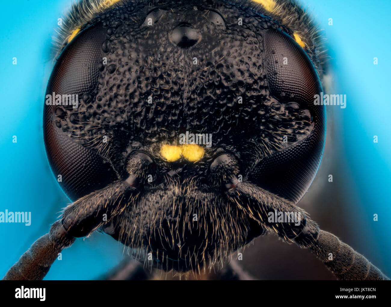 Dettaglio della testa di vespa Trypoxylon specie su sfondo blu micro o macro estreme fotografia Foto Stock
