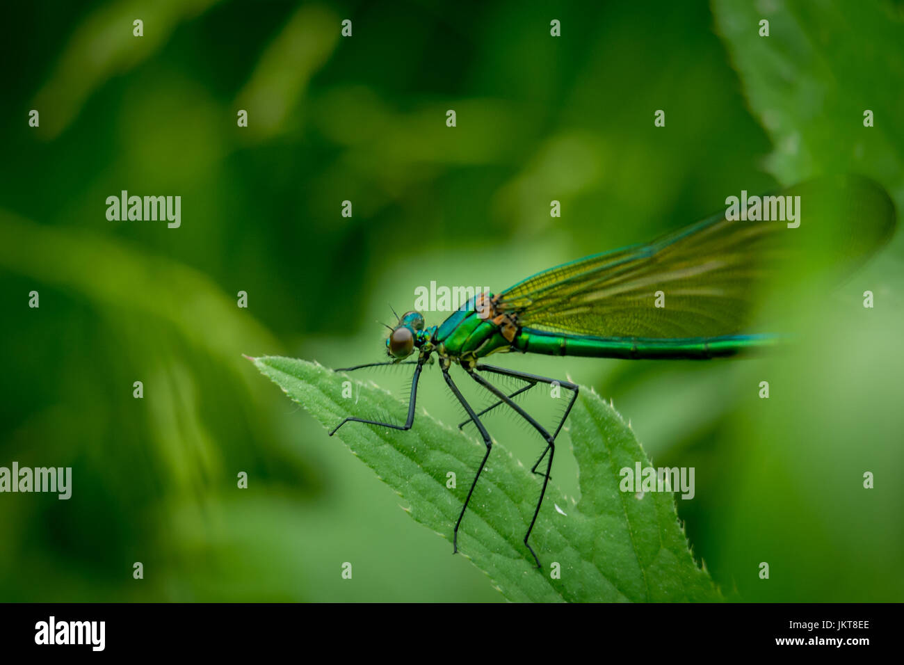 Libellula verde sull'erba sul prato fotografia macro Foto Stock