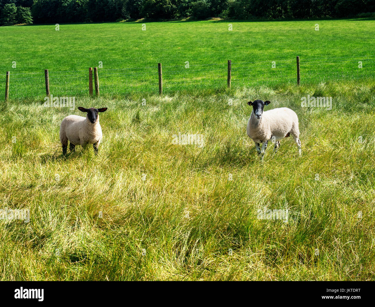 Pecore in un prato Goldsborough vicino a Knaresborough North Yorkshire, Inghilterra Foto Stock