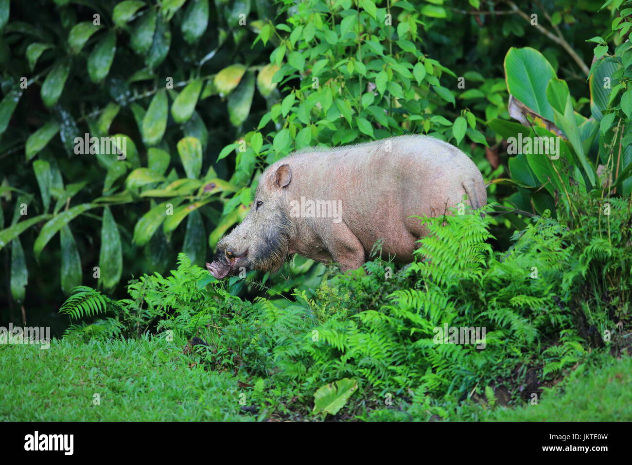 Bornean barbuto maiale (Sus barbatus) in Danum Valley, Sabah Borneo, Malaysia 76 / 200 * Parole chiave: Foto Stock