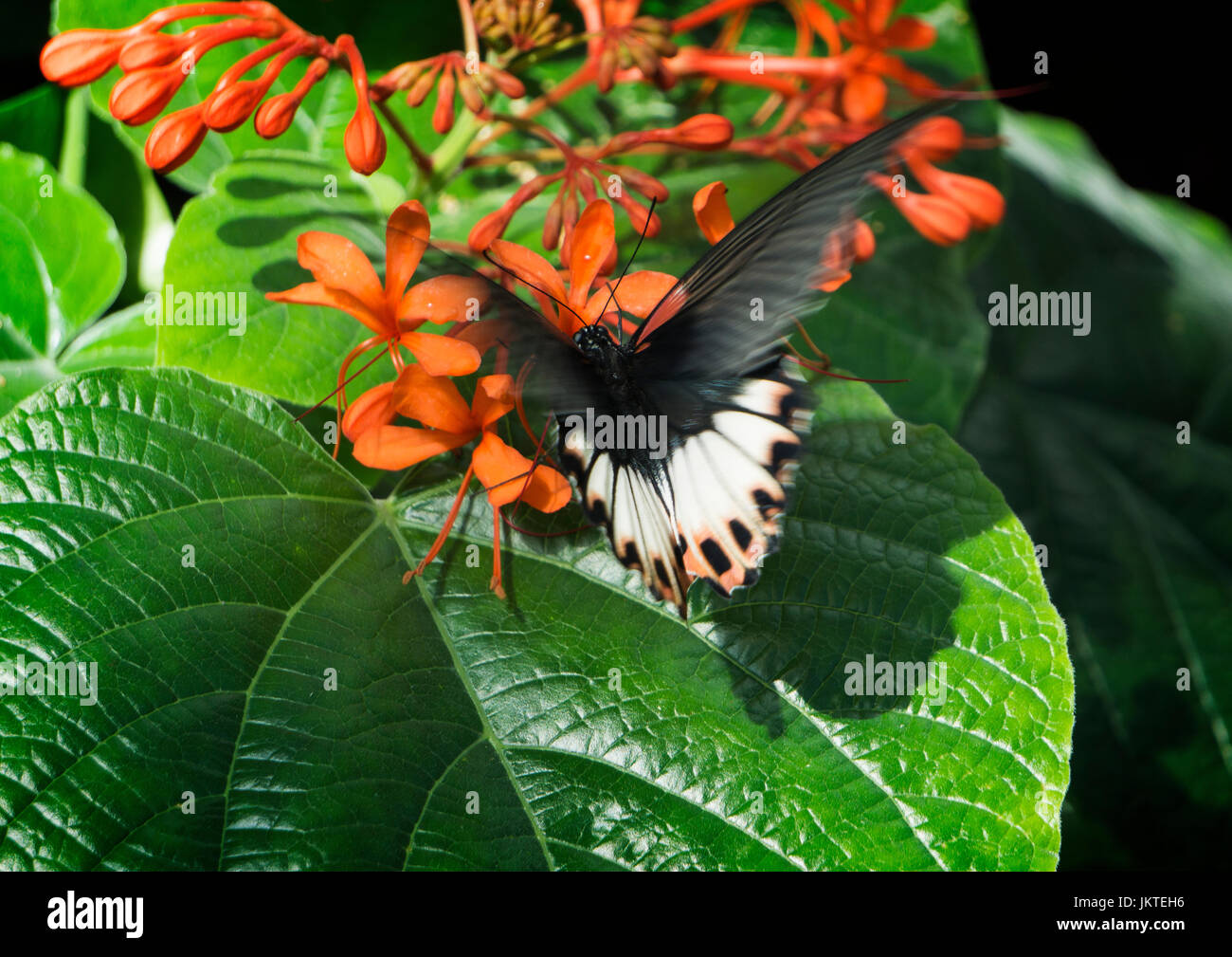 Butterfly ,Lo Zoo di Calgary Foto Stock