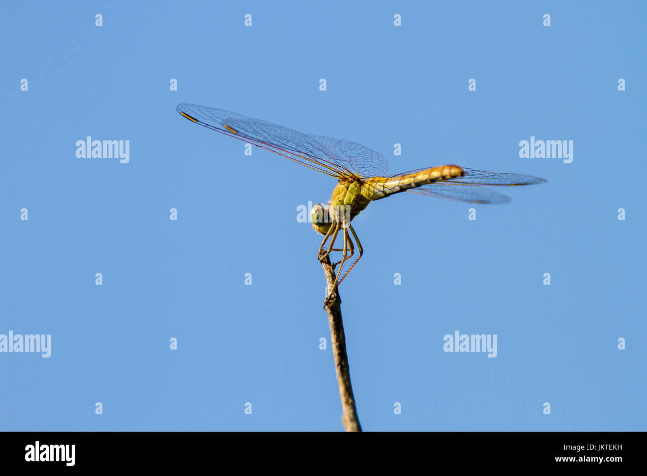 Immagine di un insetto di libellula seduta su un ramoscello di albero Foto Stock