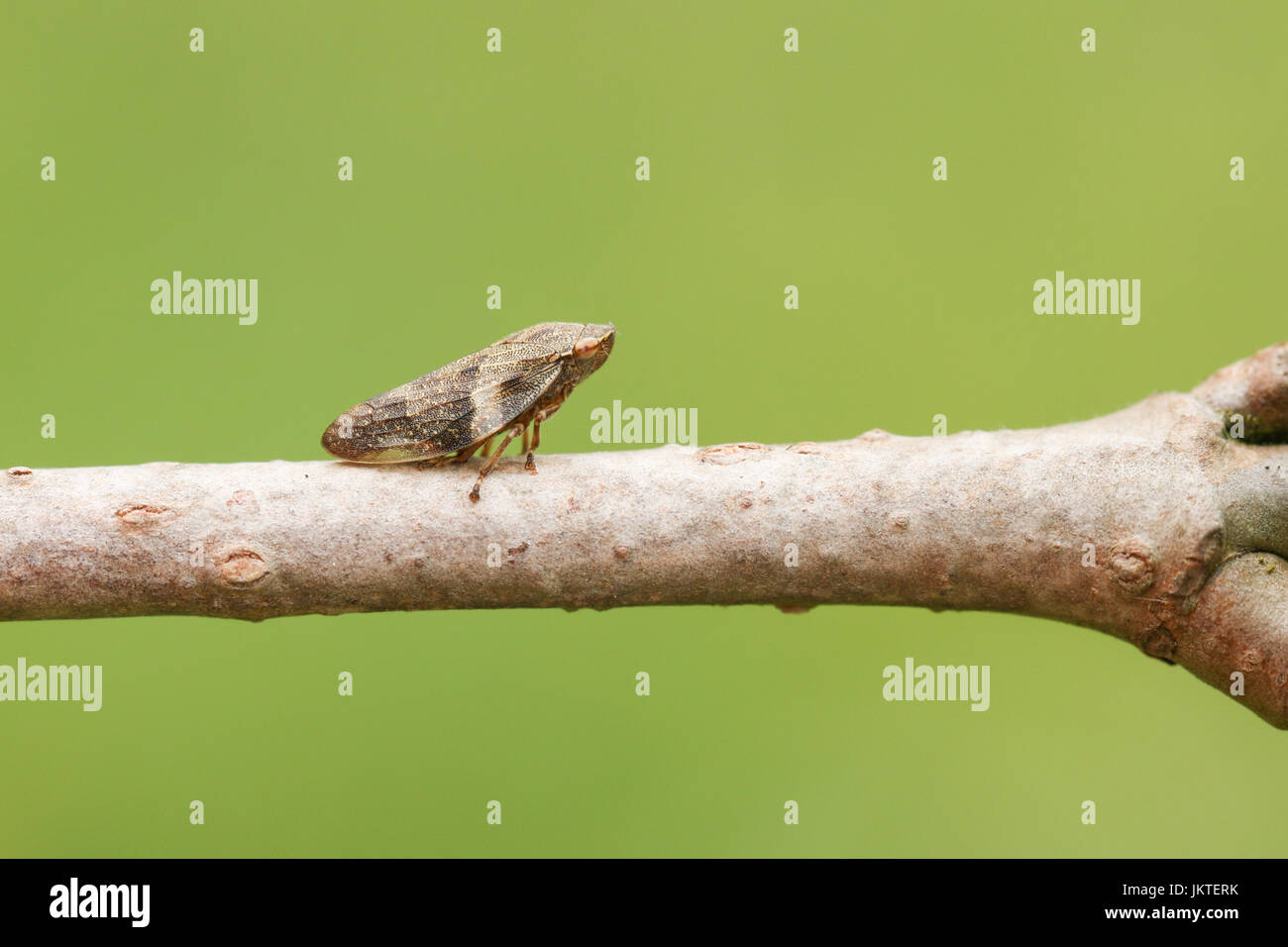 Un comune Froghopper bug (Philaenus spumarius) appollaiato su un ramo di un albero. Foto Stock