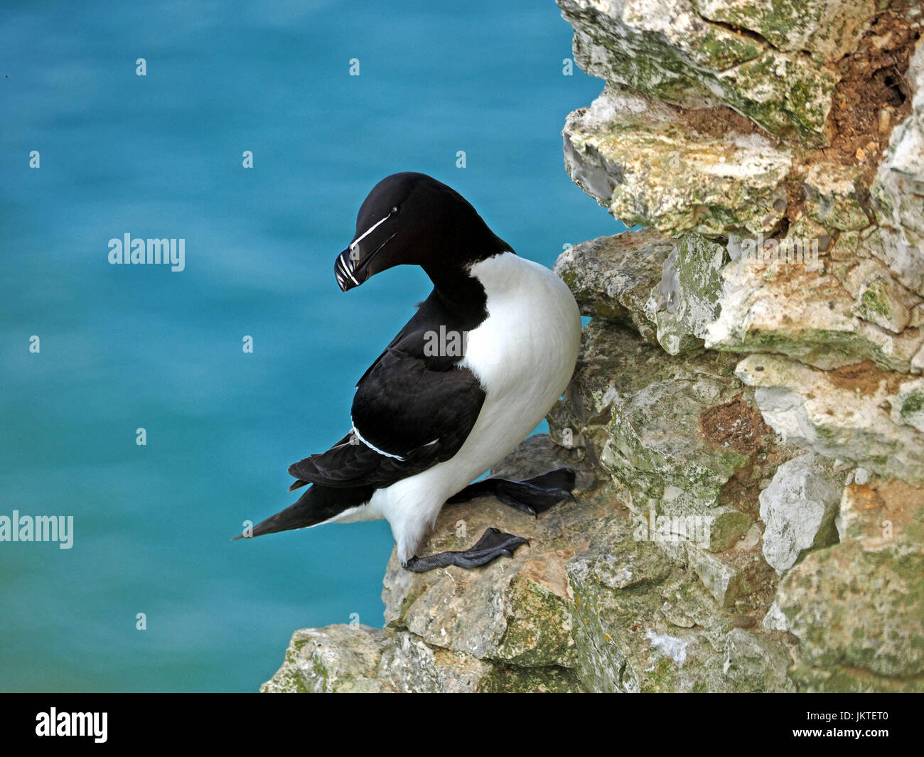 Razorbill (Alca torda) arroccato sulla scogliera alta sopra il mare a mare-colonia di uccelli a Bempton Cliffs, North Yorkshire, Inghilterra, Regno Unito Foto Stock