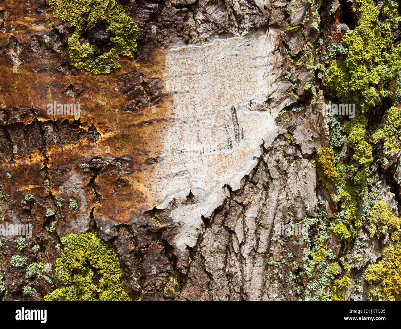Modelli e texture immagine di sfondo di corteccia di pioppo con il lichen su un vecchio tronco di albero Foto Stock