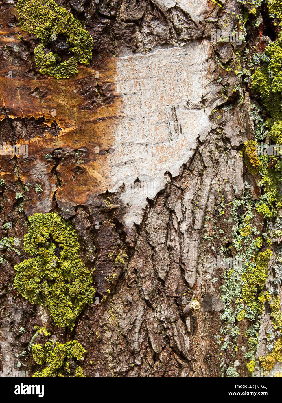 Fondo naturale di pattern e texture di licheni e il Pioppo di corteccia di albero con un rosso underwing tignola e lumaca di piccole dimensioni Foto Stock
