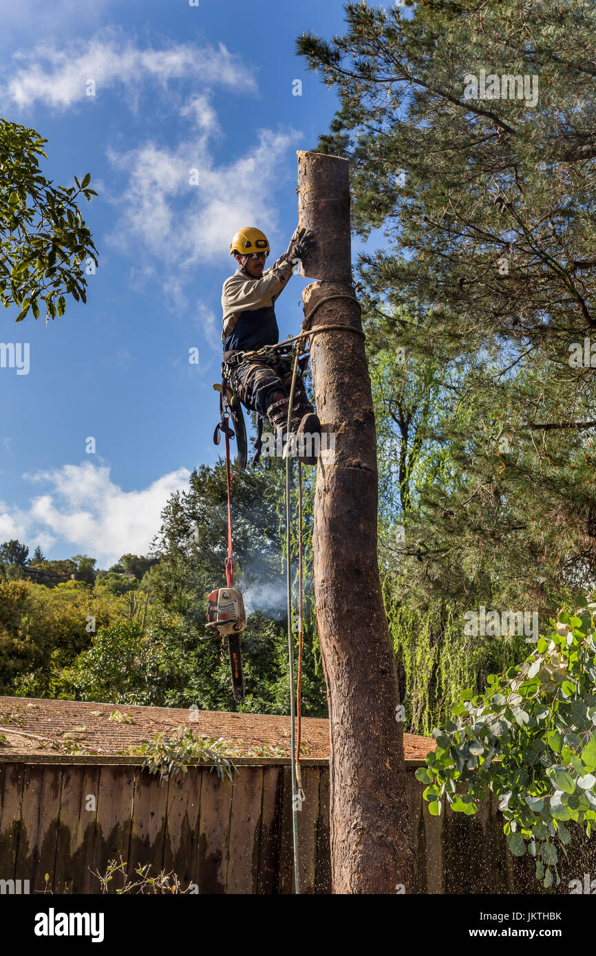 Rifinitore ad albero, albero servizio di fresatura, taglio basso eucalipto, utilizzando una motosega, tree care, lumberman, città di Novato, Marin County, California Foto Stock