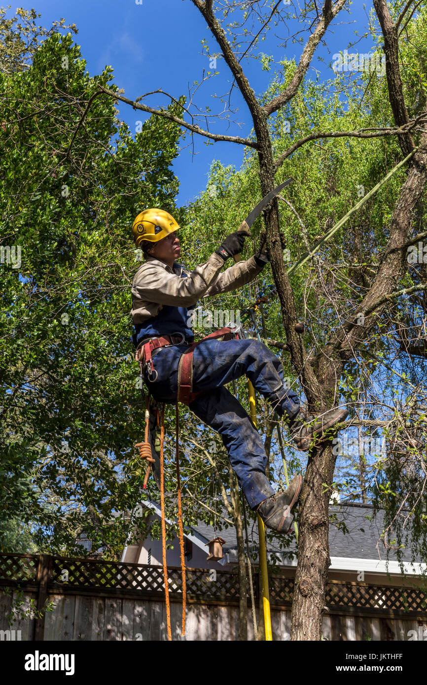 Rifinitore ad albero, ramo di albero trimmer, rifilatura ramo di albero, Valley Oak tree, tree care, lumberman, città di Novato, Marin County, California Foto Stock