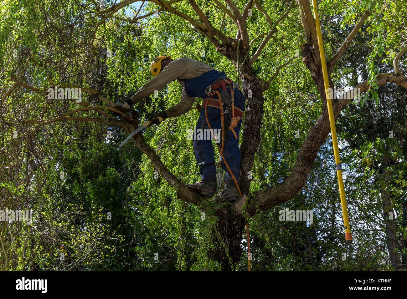 Rifinitore ad albero, ramo di albero trimmer, rifilatura ramo di albero, cavatappi Willow Tree, tree care, lumberman, città di Novato, Marin County, California Foto Stock