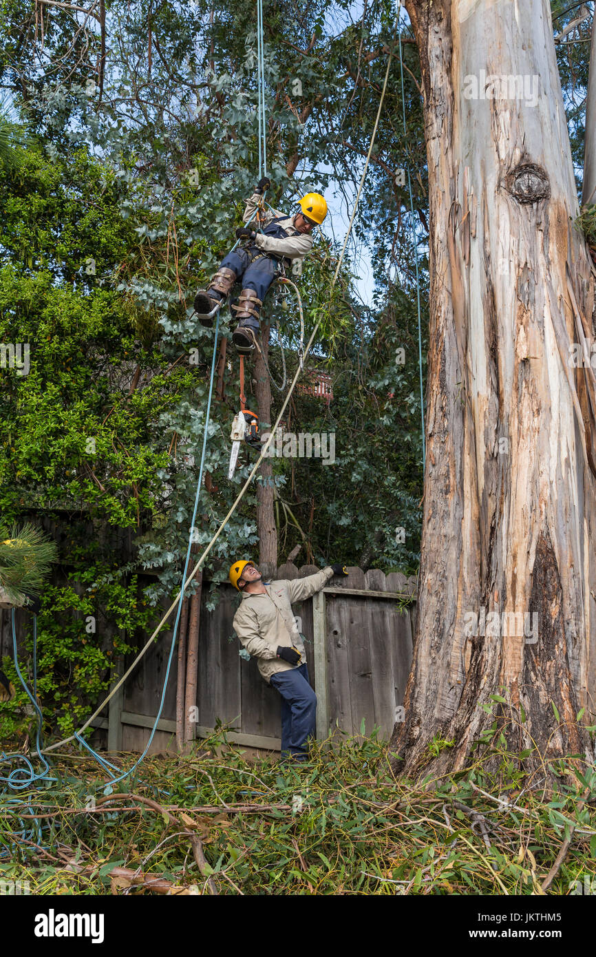 Rifinitore ad albero, albero servizio di rifilatura, salendo verso il basso blu-gum eucalipto, tree care, lumberman, città di Novato, Marin County, California Foto Stock