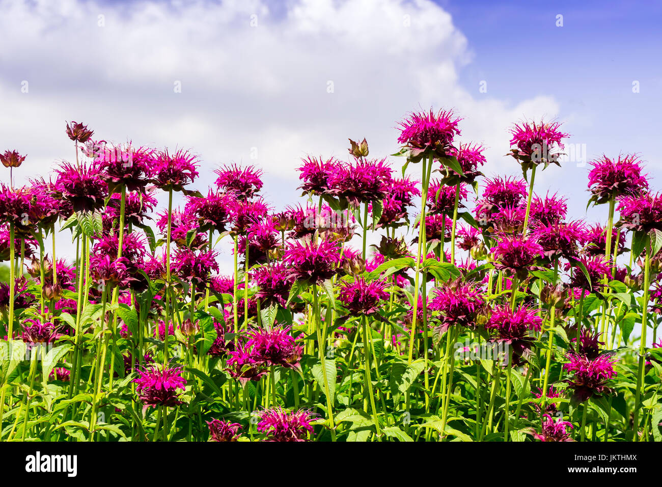 Rosa fiori Monarda nomi comuni Bee Balm e bergamotto. Foto Stock