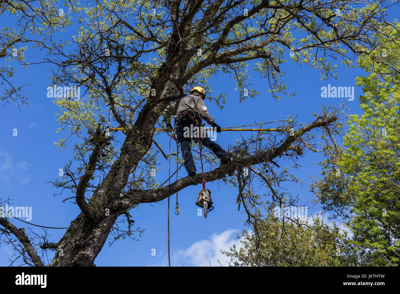 Rifinitore ad albero, ramo di albero trimmer, rifilatura ramo di albero, Valley Oak tree, tree care, lumberman, città di Novato, Marin County, California Foto Stock
