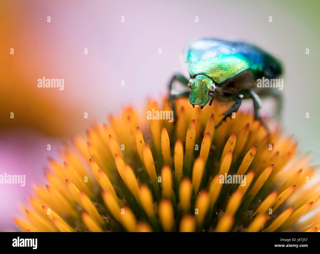 Guscio di colore verde brillante Chafer risplende sul fiore di arancia di echinacea Foto Stock