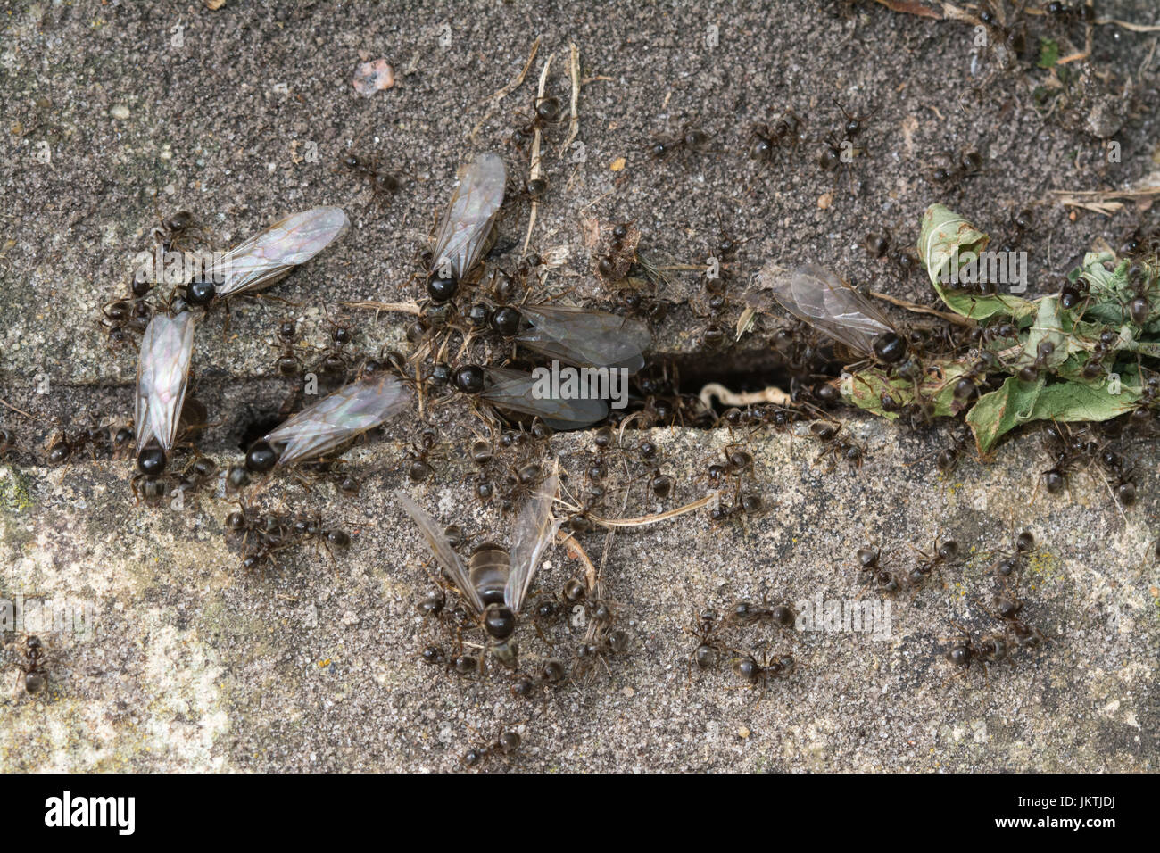Close-up di battenti formiche in un giardino, UK, a metà estate Foto Stock