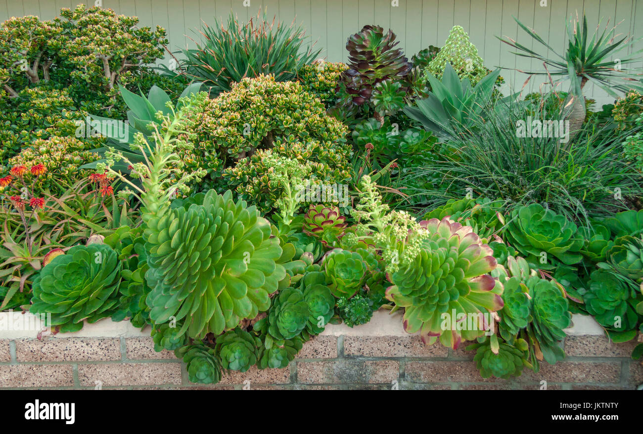 Succulento giardino, ottenere pronto a fiorire, diverse tonalità di verde con il colore viola suggerimenti Foto Stock
