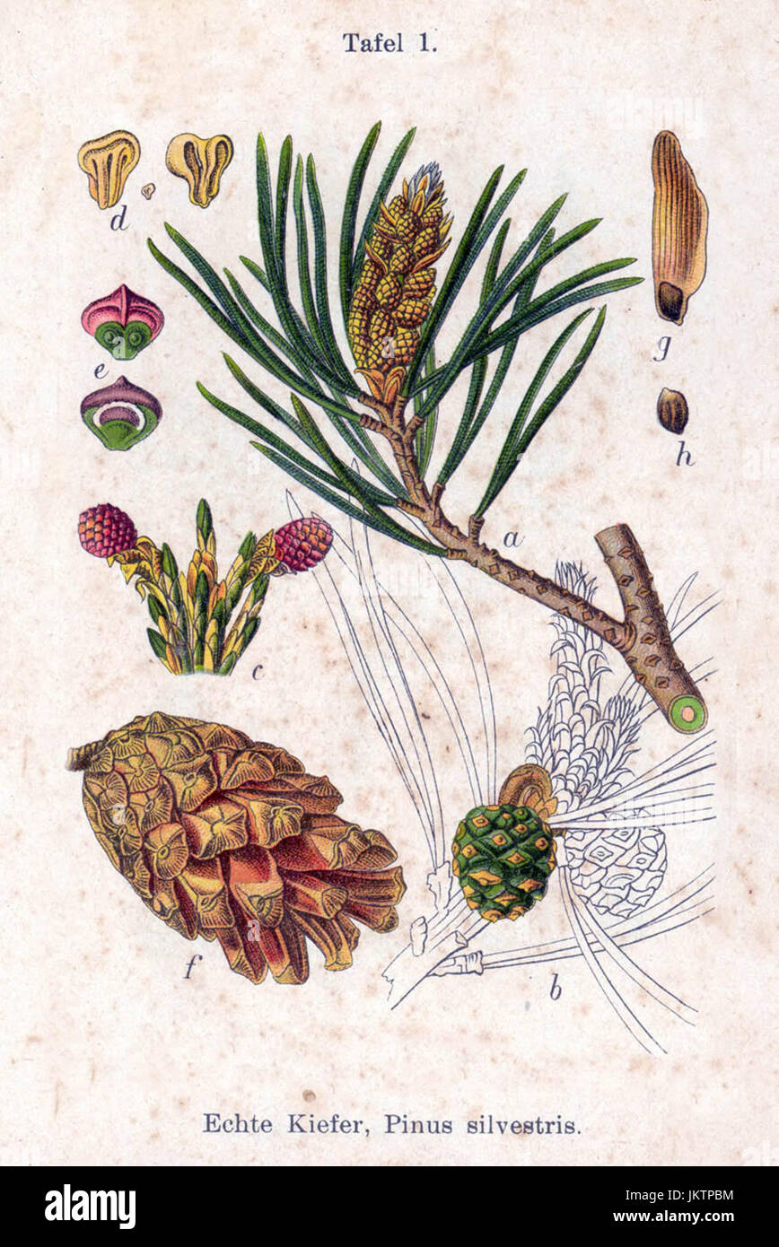 Pinus sylvestris - piastra botanico 1796 Foto Stock