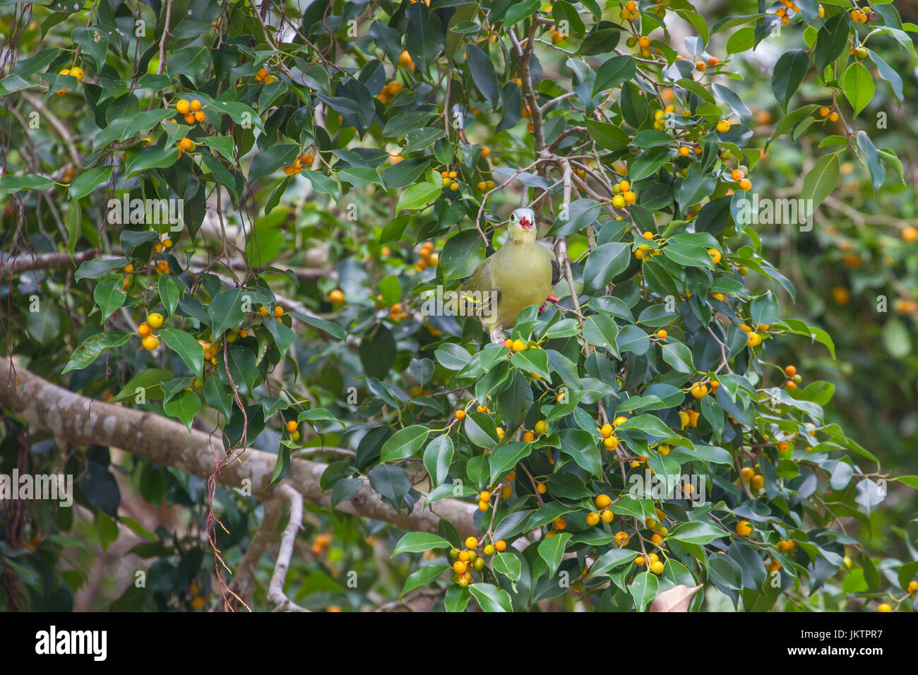 Thick-fatturati Green Pigeon (treron curvirostra) spessa bill green pigeon appollaiate su mature fig per alberi di frutta Foto Stock