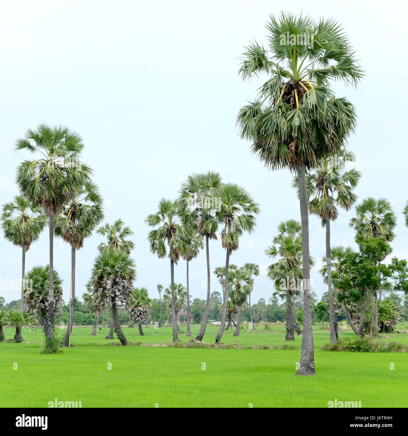 Sugar Palm tree in un campo nella provincia Phetchaburi, Thailandia. Foto Stock