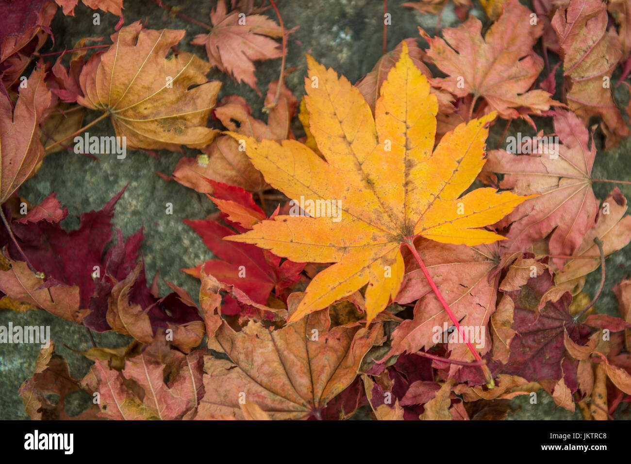 Acero in autunno in Corea. Foto Stock