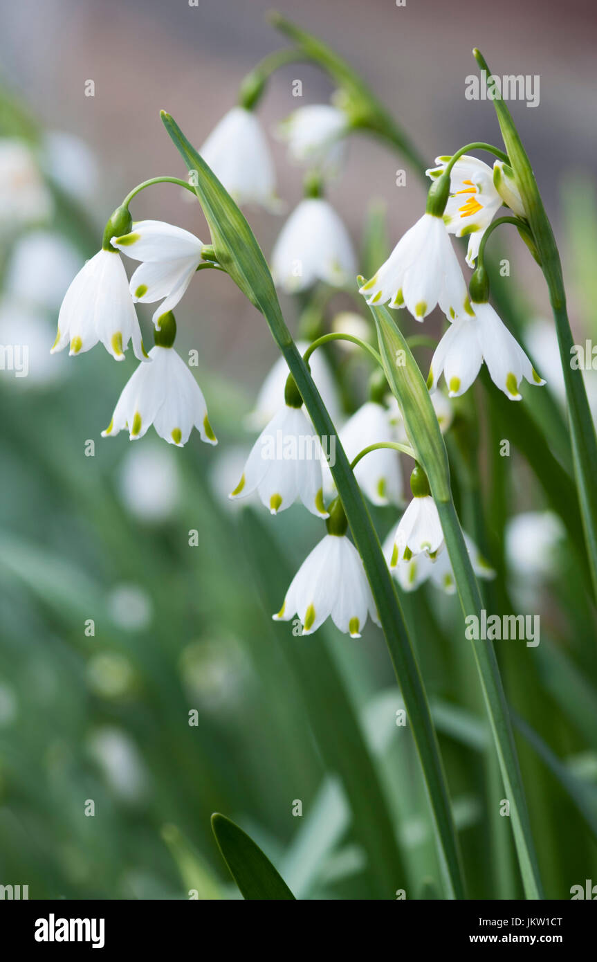 LEUCOJUM AESTIVUM Foto Stock