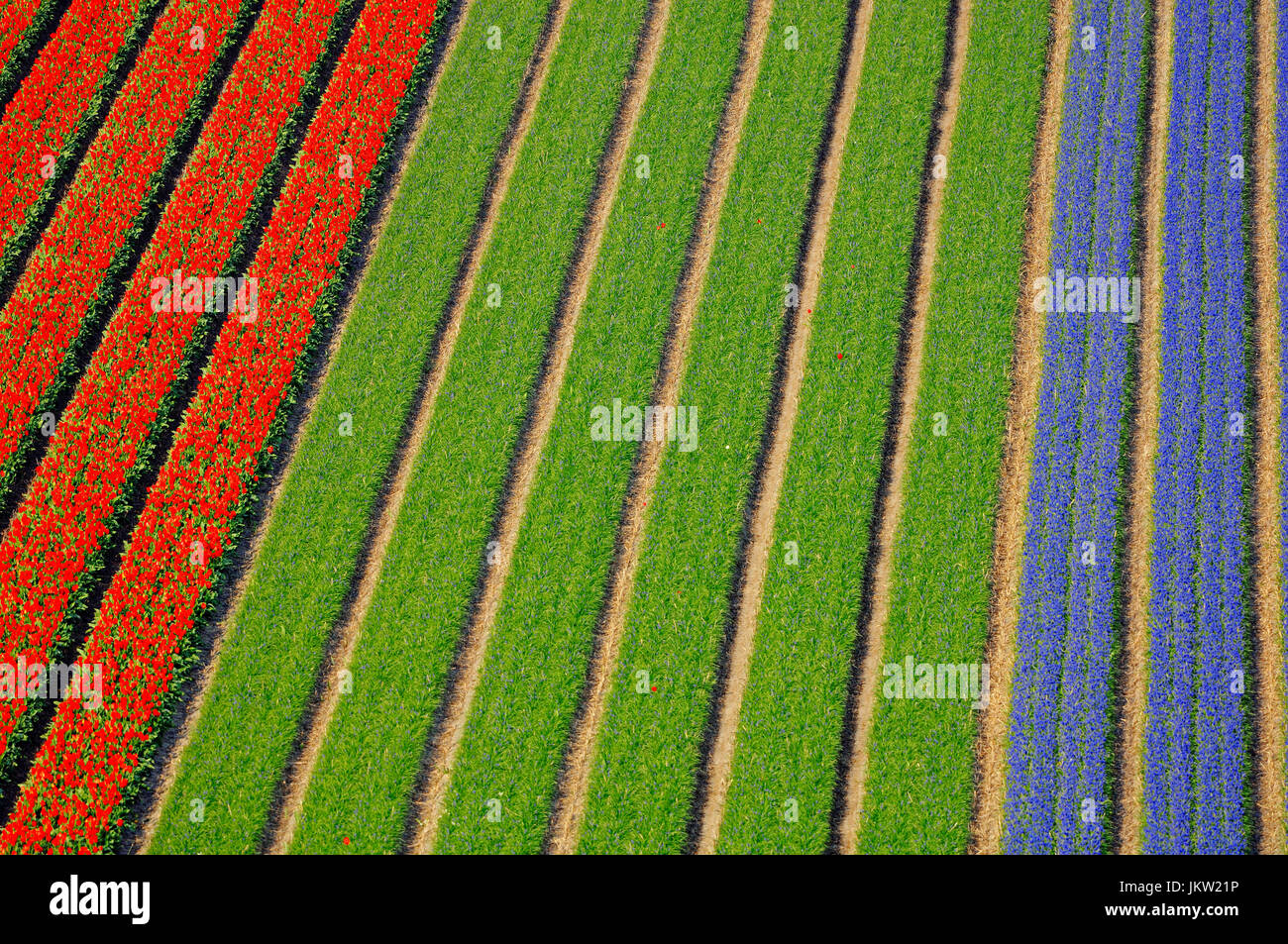 Campi di giacinti e tulipani vicino a Lisse, Paesi Bassi | Felder mit Hyazinthen und Tulpen bei Lisse, Niederlande Foto Stock