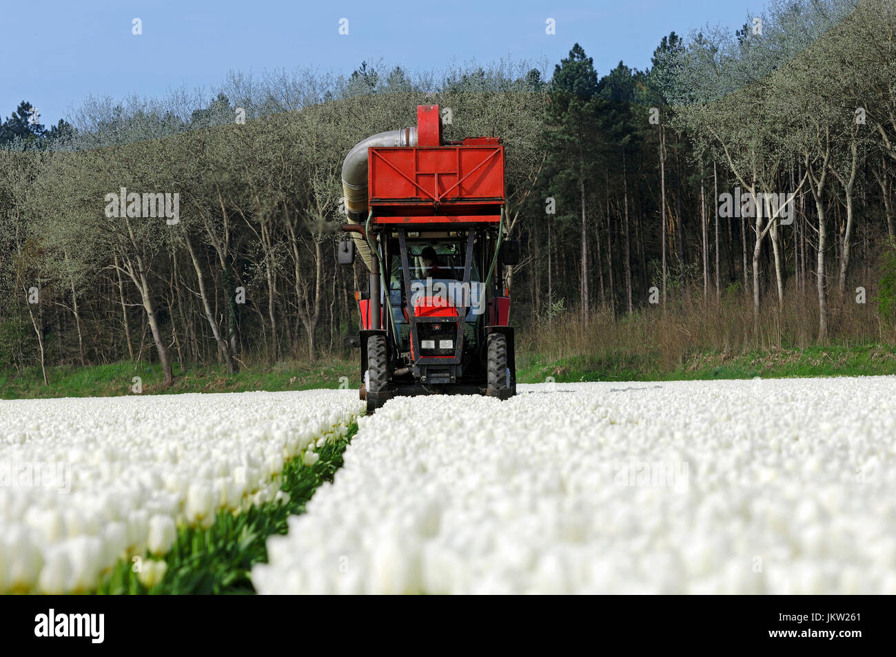 Campo di tulipani, sboccia sono tagliati fuori meccanicamente Lisse, Paesi Bassi | Tulpenfeld, Blueten werden maschinell abgeschnitten, Lisse Foto Stock