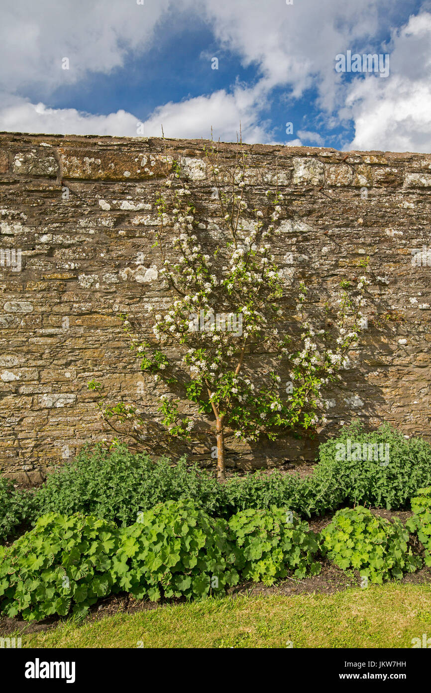 Albero di mele coltivate come una spalliera contro alto muro di mattoni nel giardino inglese Foto Stock