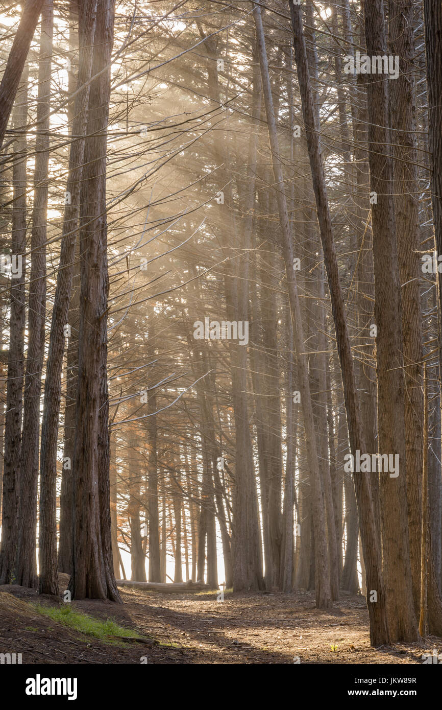 Sunray in Cypress Grove. Foto Stock