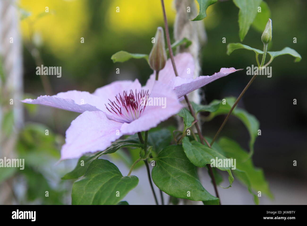 La clematide in fiore nel giardino in estate in Norvegia Foto Stock