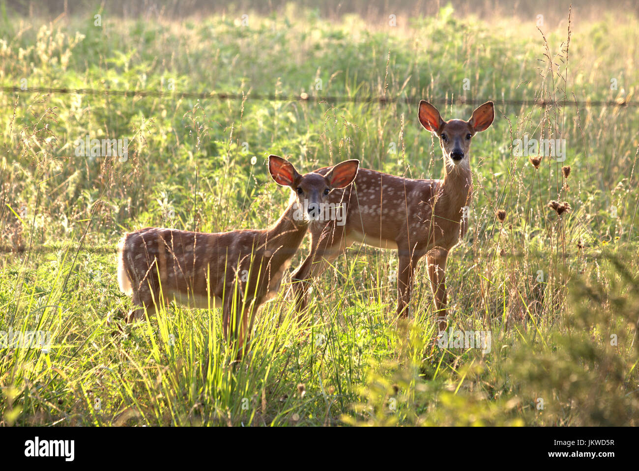Whitetail cerbiatti Foto Stock