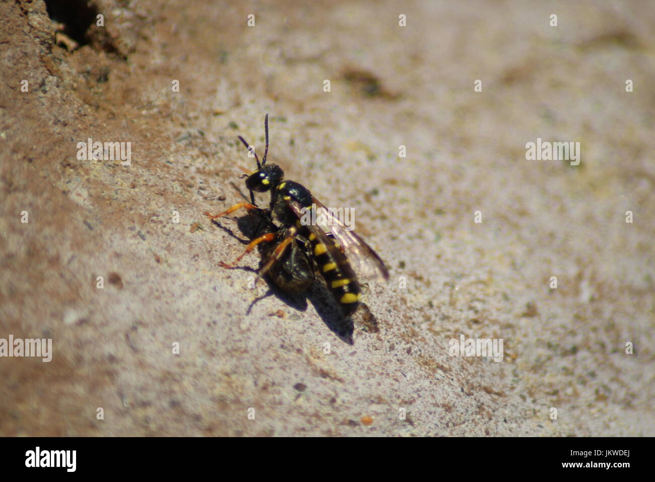 Wasp mangiare Foto Stock