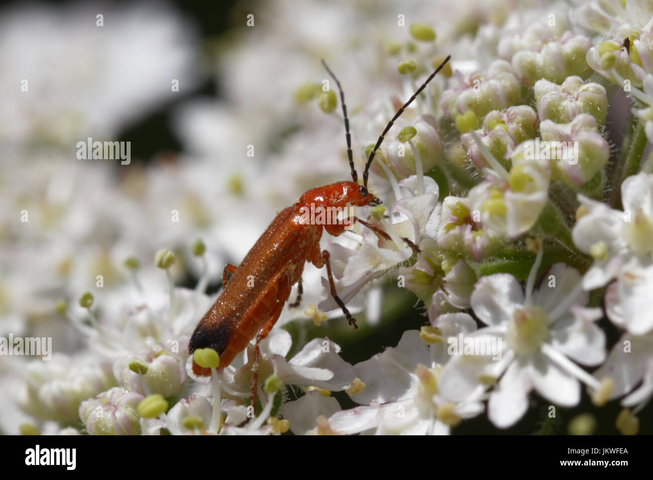 Questa foto è una Rhagonycha fulva beetle su un fiore Foto Stock