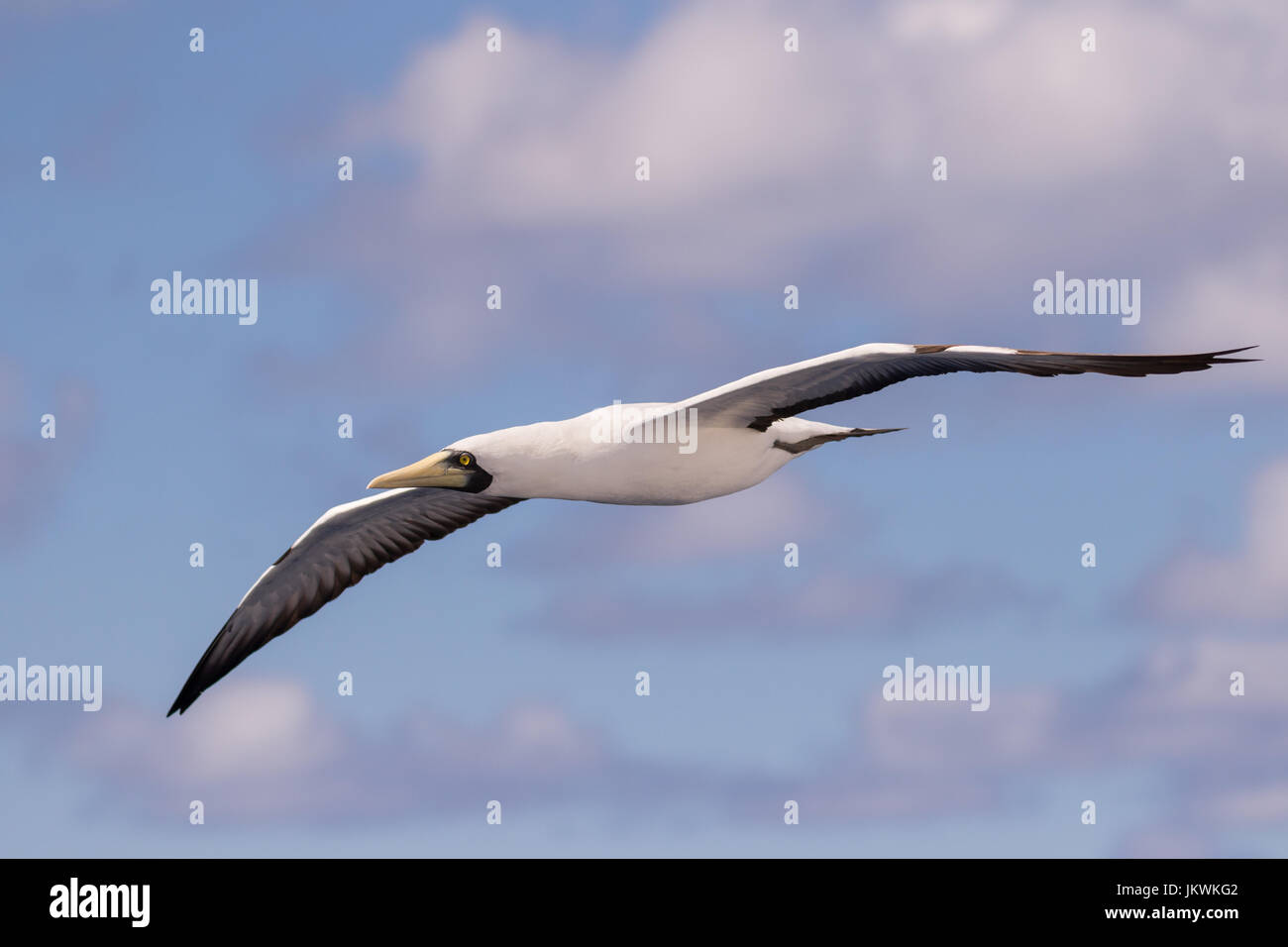 Questa mascherata booby stava volando sotto le nuvole nel Mar dei Caraibi tra Haiti e Curacao in febbraio. Foto Stock