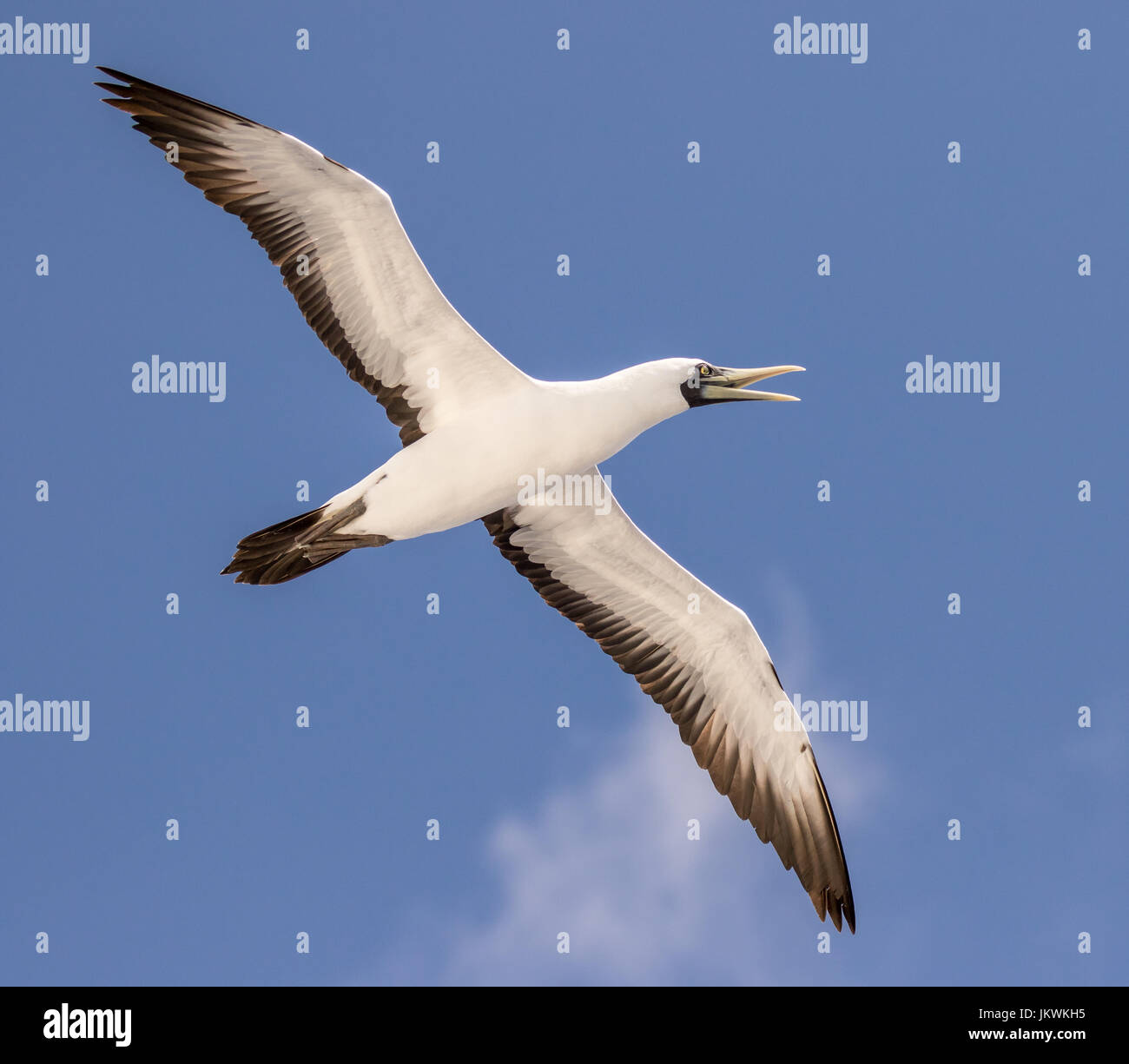 Questa mascherata booby sta chiamando mentre si innalzano al di sopra del Mare dei Caraibi tra Haiti e Curacao in febbraio. Foto Stock