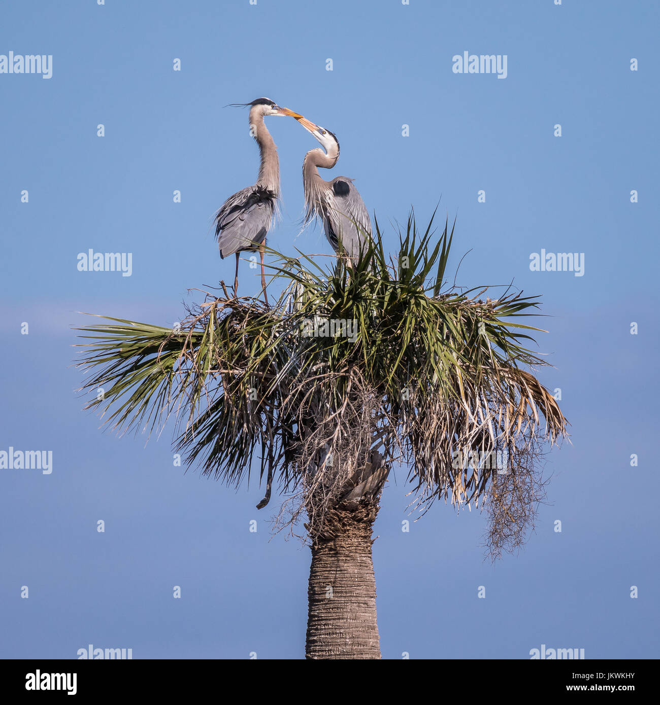 Questi i grandi aironi blu attraversando le fatture sono state costruendo un nido sulla cima di un albero di palma nel Viera Zone umide in Florida, Stati Uniti d'America. Foto Stock