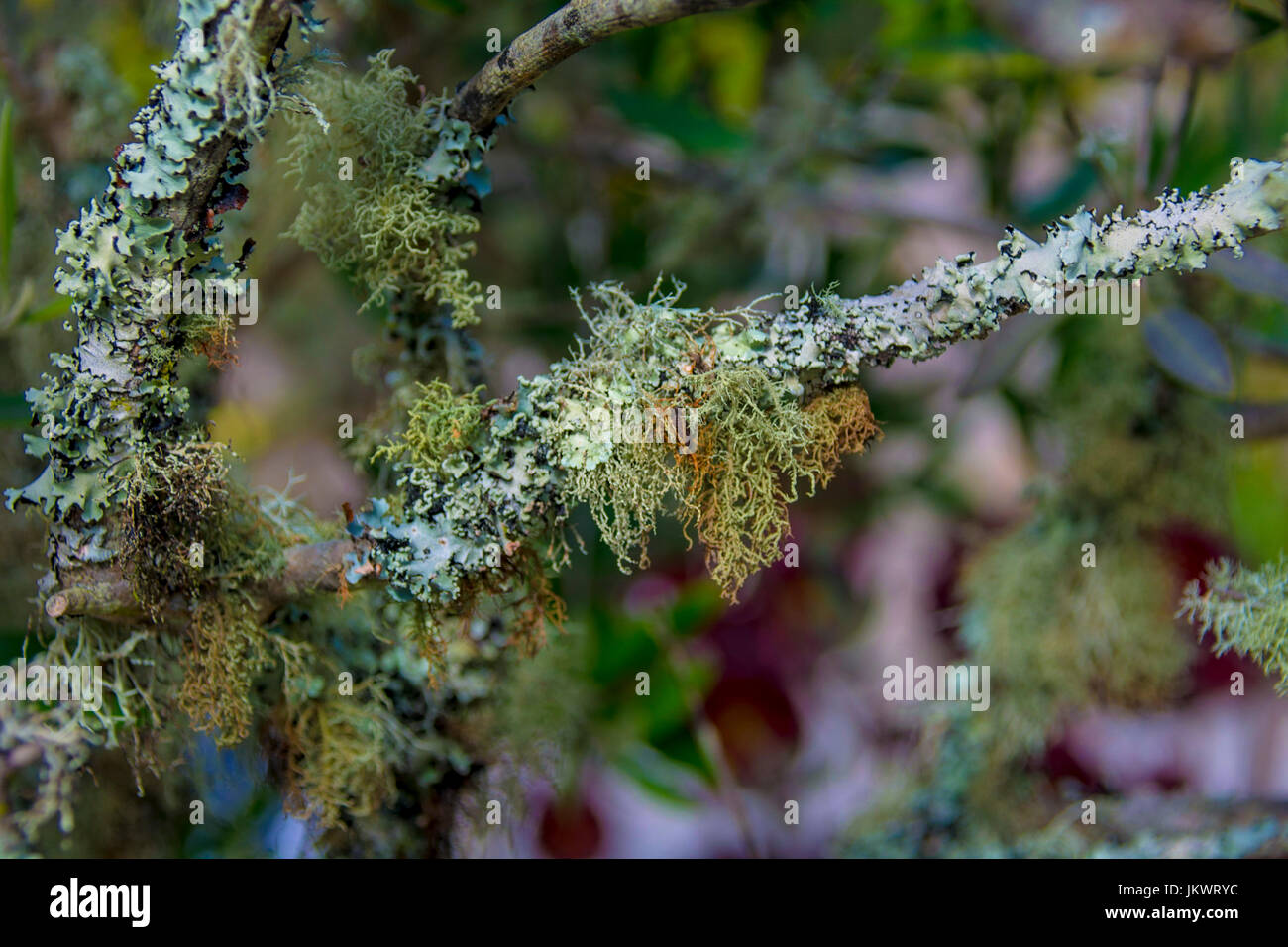 Il Lichen su un ramo, Tresco Abbey giardino, Isole Scilly Foto Stock