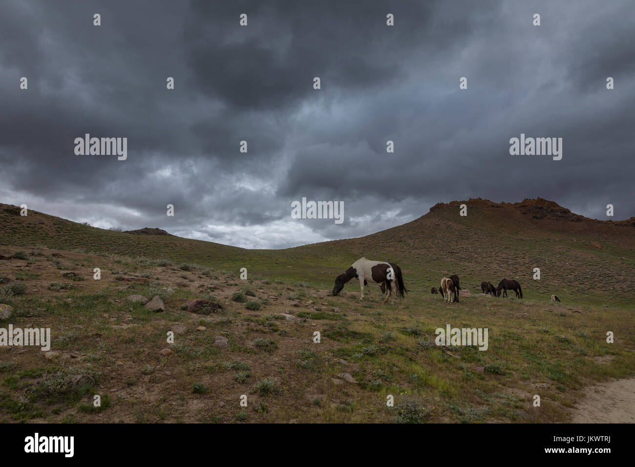 Cavalli nei pressi di Chandra Lago Taal Foto Stock