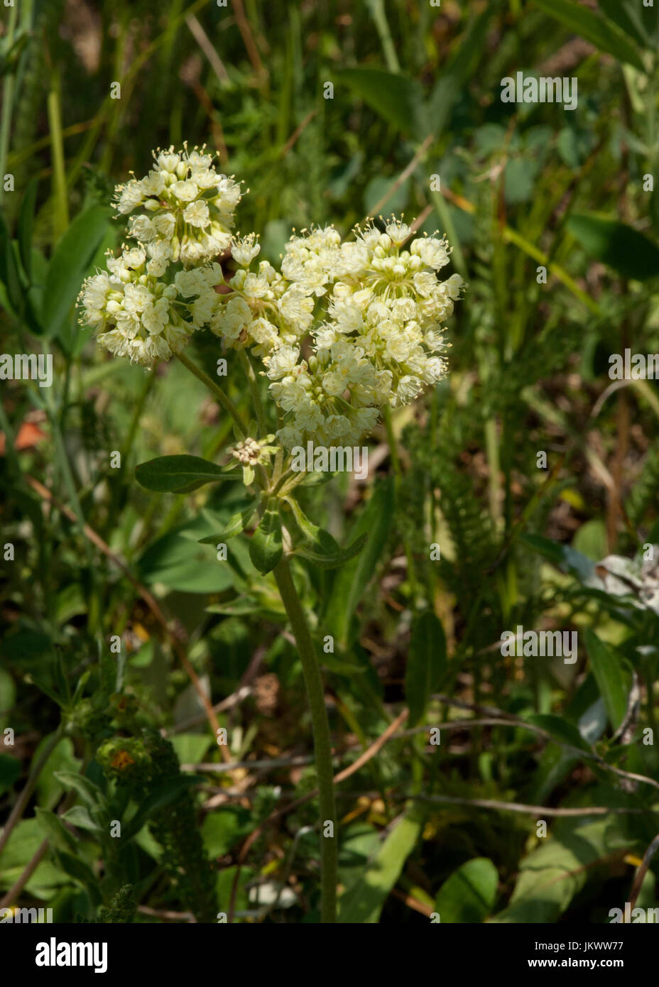 Il grano saraceno subalpino (Eriogonum subalpinum aka E. umbellatum var. majus) in alta quota prato in Colorado Rockies Foto Stock