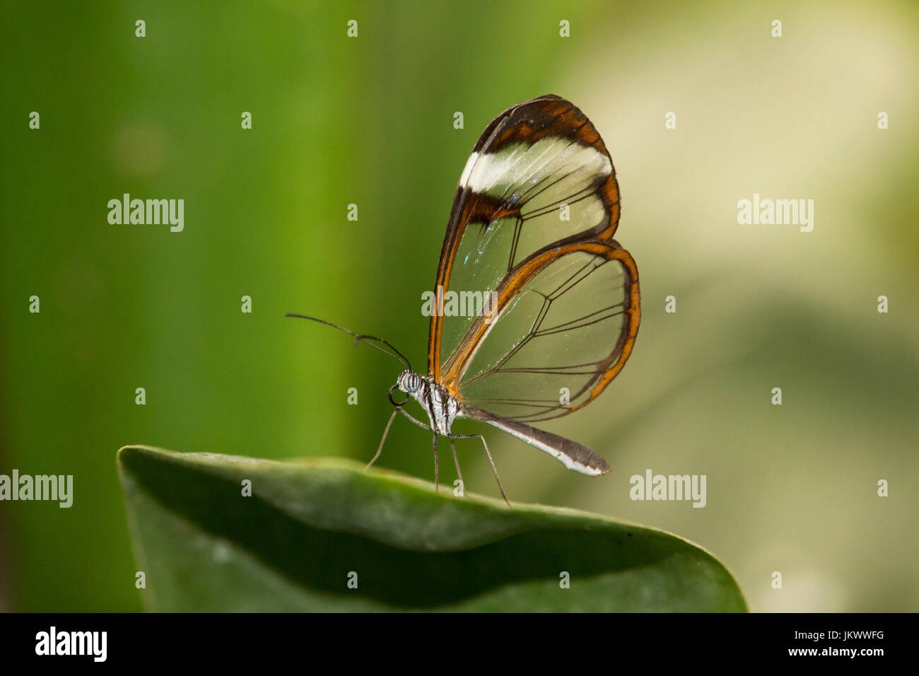Una farfalla glasswinged poggia su una foglia Foto Stock